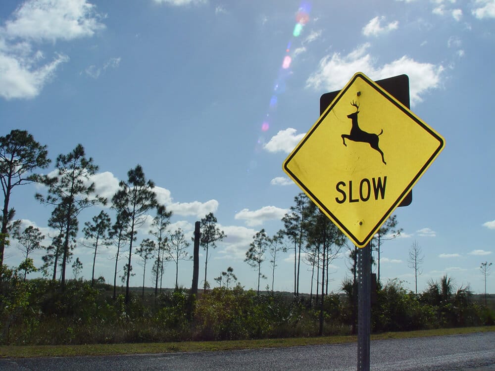 Deer crossing sign